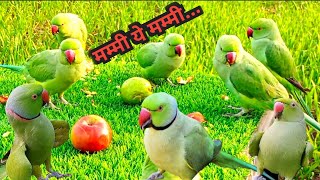 Parrot Natural Sounds Compilation| Parrot Talking| Tanishu singh miniature|@ParroTube