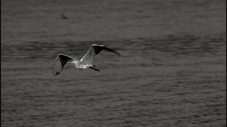 Midnight Feelings – ( Emotional Arabic Trap Beat ) Instrumental 2026 – PROD MEGO WAV