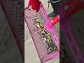 Beach cleanup finds piles of coins 🪙🏖️😲                 🎥: Viralhog