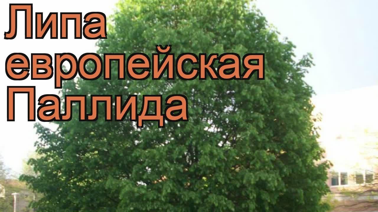 Липа европейская Паллида (tilia x europaea pallida) 🌿 обзор: как сажать ...