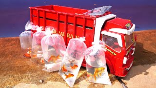Oleng Aa Zafran Truck Story Loads Ornamental Fish