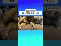 家で飼っている猫です! #猫のいる暮らし