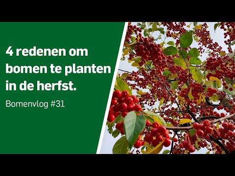 Video: Welke bomen zijn rood in de herfst?