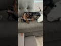 First they’re sweet. Then they’re sour. ❤️ #fyp #fypyoutube #viral #dachshund #puppylove