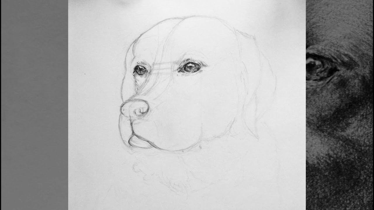 Мой любимый друг Джимка :-) My beloved friend Jimka :-)