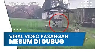 Viral Video Pasangan Mesum di Gubug Sawah, Tak Bergeming Walau Ditegur Warga: Kae Awan-awan Mesum