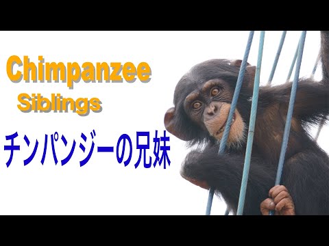 tomochin チンパンジー3点 tomochin チンパンジー3点 tomochin チンパンジー3点