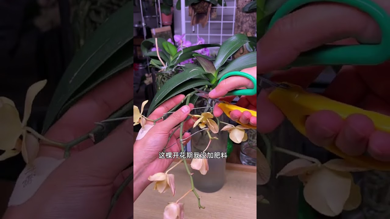 How to convert flowering Phalaenopsis to hydroponics When converting Phalaenopsis to hydro