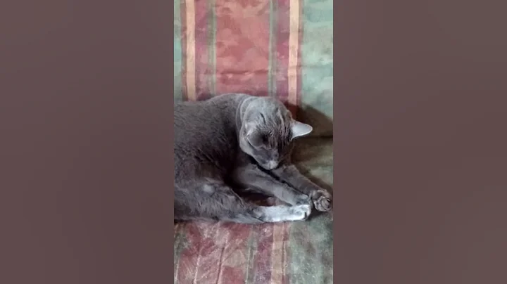 Kitty at Peace