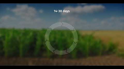 Fall Armyworm on maiz, life cycle and control