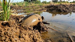 Best hand fishing! Catching lots of fish in the rice fields after heavy rain
