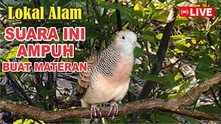 Perkutut Lokal Gacor alam liar sangat manjur buat masteran