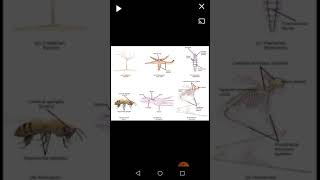Animal form and function 1 (lecture 9)