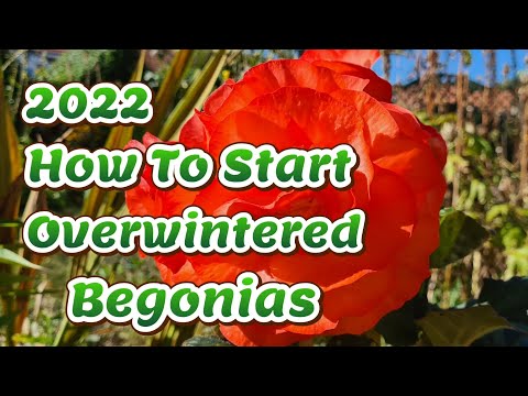 How to start your overwintered begonias