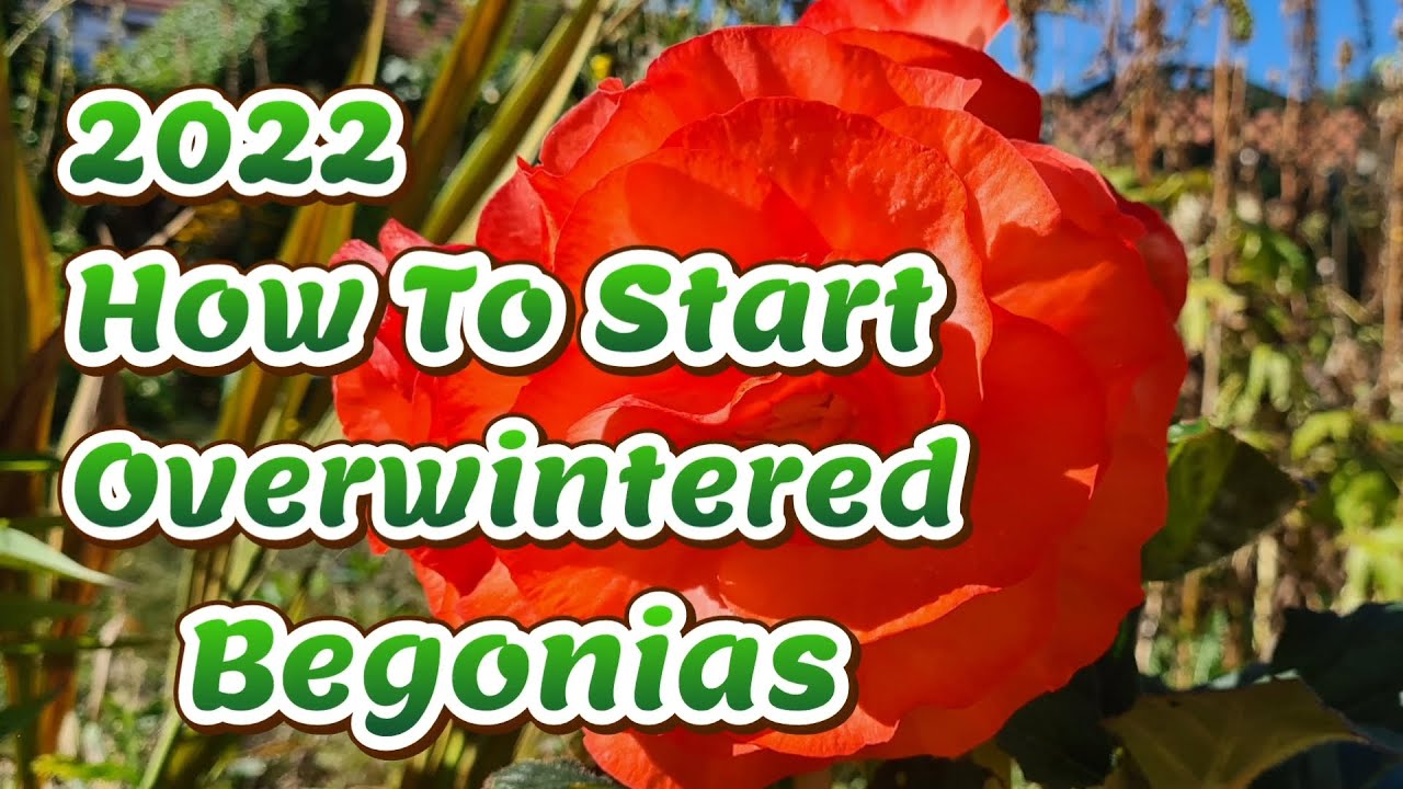 How to start your overwintered begonias YouTube