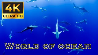 "Deep Blue Discoveries: Exploring the Enchanting World of Ocean Animals"