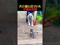 犬小屋に近づいた子猫の末路