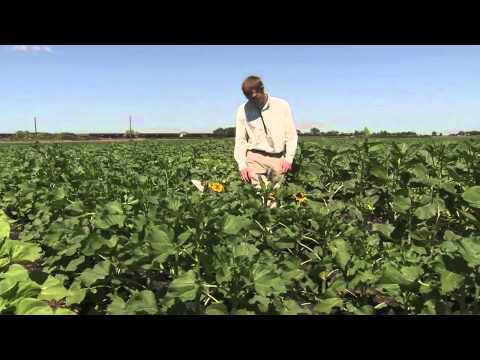 America's Heartland: North Dakota Sunflower Harvest