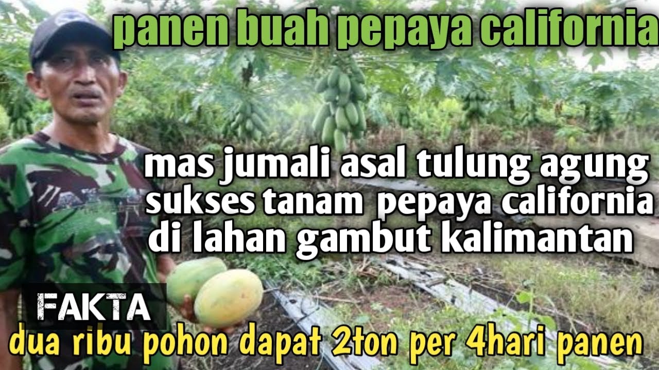 PAK JUMALI SUKSES NANAM PEPAYA CALIFORNIA DITANAH GAMBUT KALIMANTAN