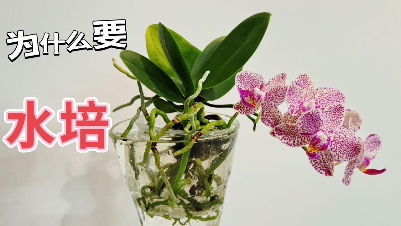 【24064】这蝴蝶兰，为什么非要水培，树皮混料改水培，精髓总结在后边，五刀收的那棵打折花【静姐说花】有字幕