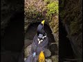 I Put a Camera on a Bird… and It Flew Into a Hidden Cliff Nest #goproanimals #aigenerated #aivideo