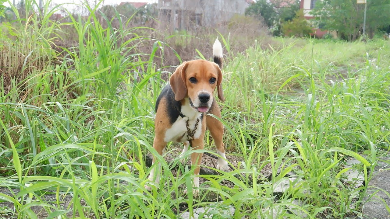 Training beagles for watch dogs