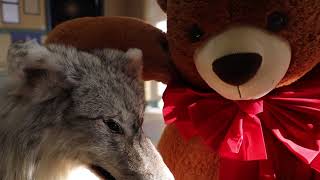 Ted Takes In A Wolves Game