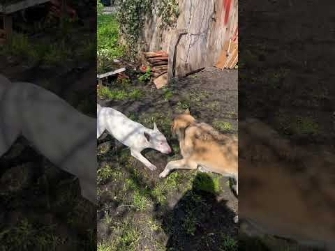 Бультерьер побежден 😂😂😂Собачьи бои 🤣#собака #bullterrier #бультерьер
