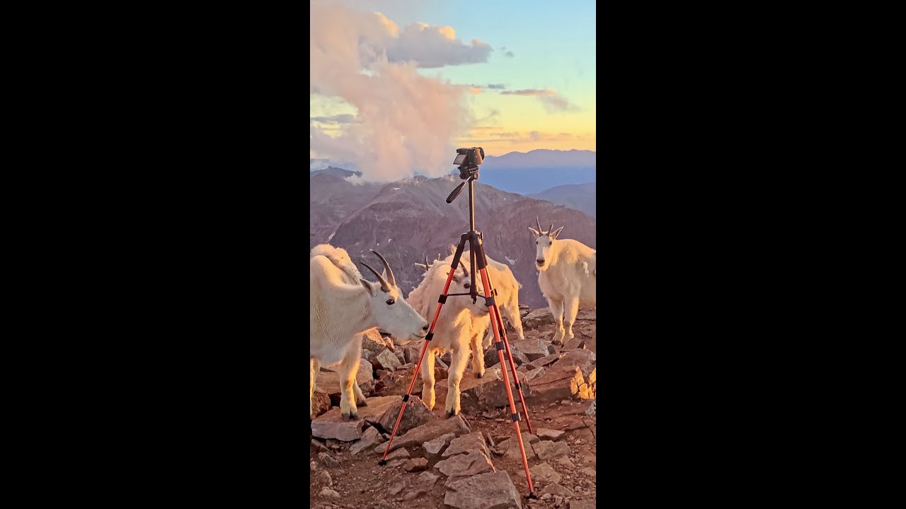 Quandary Peak Sunset with Goats after Scrambling the West Ridge - CO 14ers