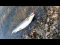 Риболов на king Salmon в Норвегия 2021.Рыбалка на Лосось в Норвегии.Fishing King Salmon in Norwey.
