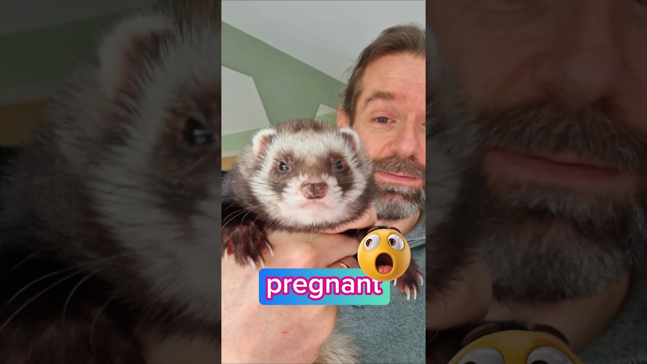 pregnancy test on my ferret