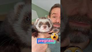 pregnancy test on my ferret