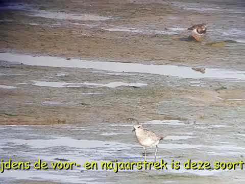 Zilverplevier op de kwelder van Terschelling op 9 oktober 2021