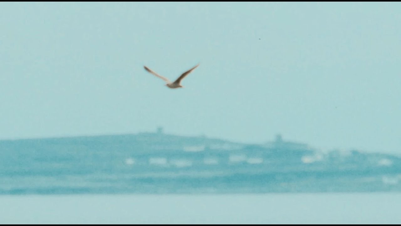 One (Metallica), instrumental arrangement by Violvetine