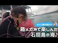 【石垣島でシュノーケリング】箱メガネで覗く水中世界♪3歳のちびっこも楽しんだ海遊び！3月24日シュノーケルツアー動画