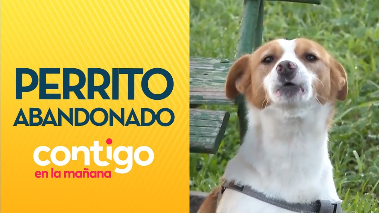 PASÓ LA NOCHE SOLO: Perrito fue abandonado en plaza de Maipú - Contigo en la Mañana