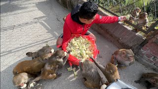 Great food service for monkey and street dogs || monkey eat cauliflower