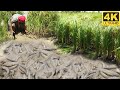 Fishing by hand in Harvest Rice Season  | Amazing Catching Copper SnakeHaed Fish & Catfish Under Mud