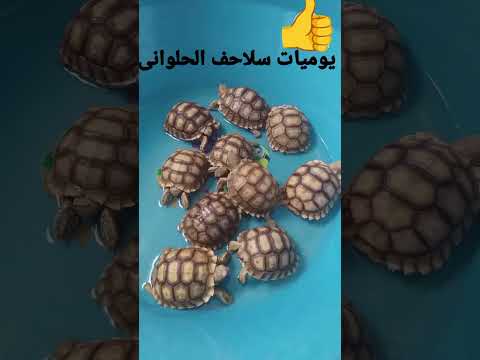 دليل مربي السلاحف الناجحين كل ما تريد معرفته عن السلاحف السولكاتا  معلومات عن السلاحف