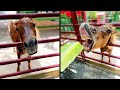 A Very Awkward Horse