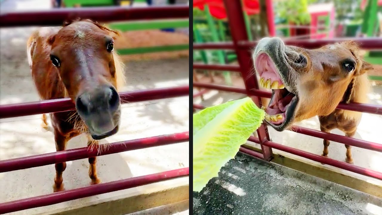 A Very Awkward Horse