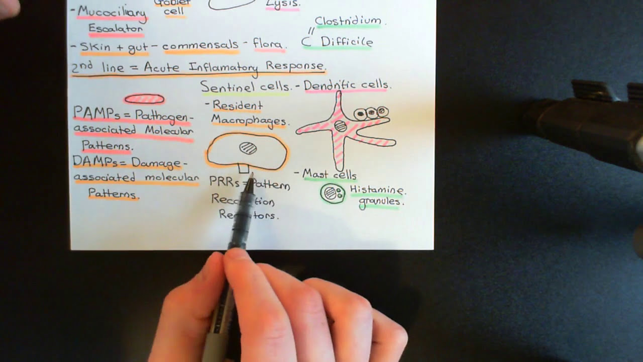 The Immune System Part 2 - YouTube