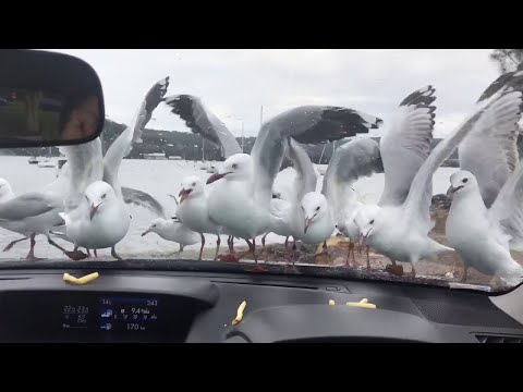 seagulls-desperate-attempt-at-eating-fries-||-viralhog