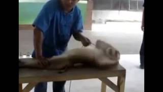 Unbelievable Funny Video Monkey Push Ups Exercise   Funny Push Up Monkey Exercise