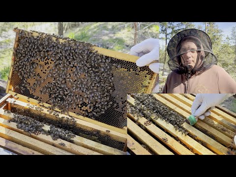 🐝 Beekeeping 101 | How to Handle Bees, Mark the Queen, and Stay Safe in the Hive Yard