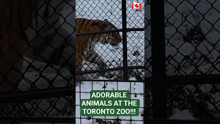 ADORABLE animals at the TORONTO ZOO!