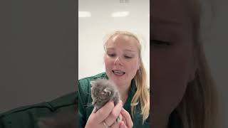 Keeping up with the kittens | Ep 1 #rescue #kitten
Did you know that kittens who get separated from their mum need to be handreared in order to survive their first few weeks? Echo and Whisper were found by a concerned member of the public who couldnt their mum. Weve just got this update from nurse Michaela who acted quickly to make sure the kittens got the round the clock care they need. Keeping up with the kittens | Ep 1 #rescue #kitten