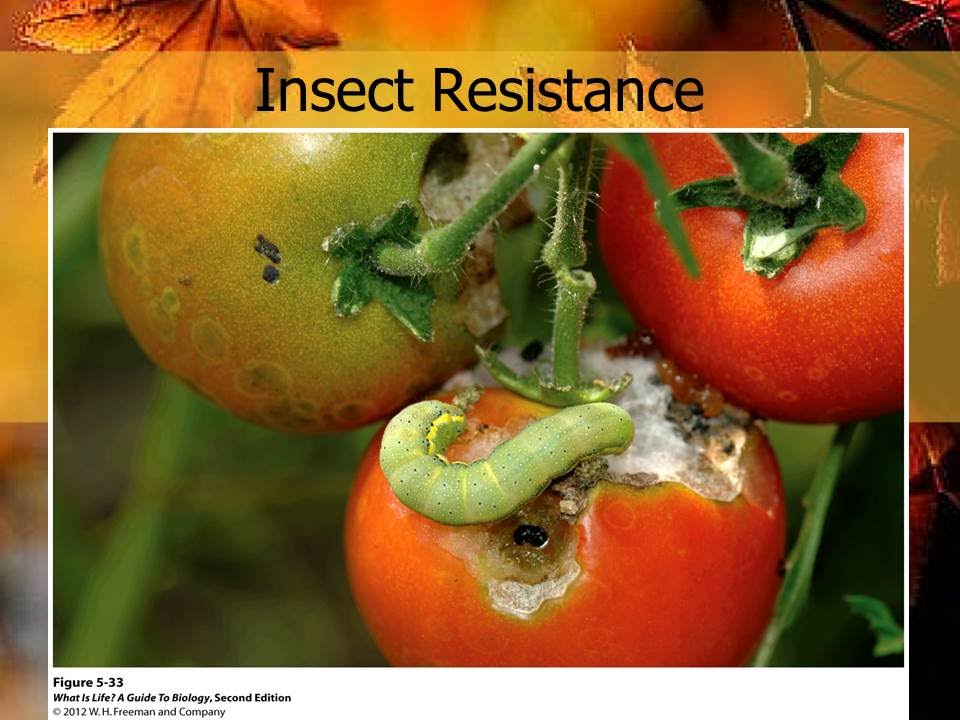 Day 8 Video 2 Insect Resistance