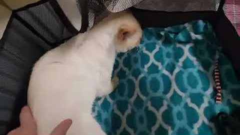 Video 3079431: lynx point siamese, tabby point, meet siamese, adopted siamese, mix cat, cat old