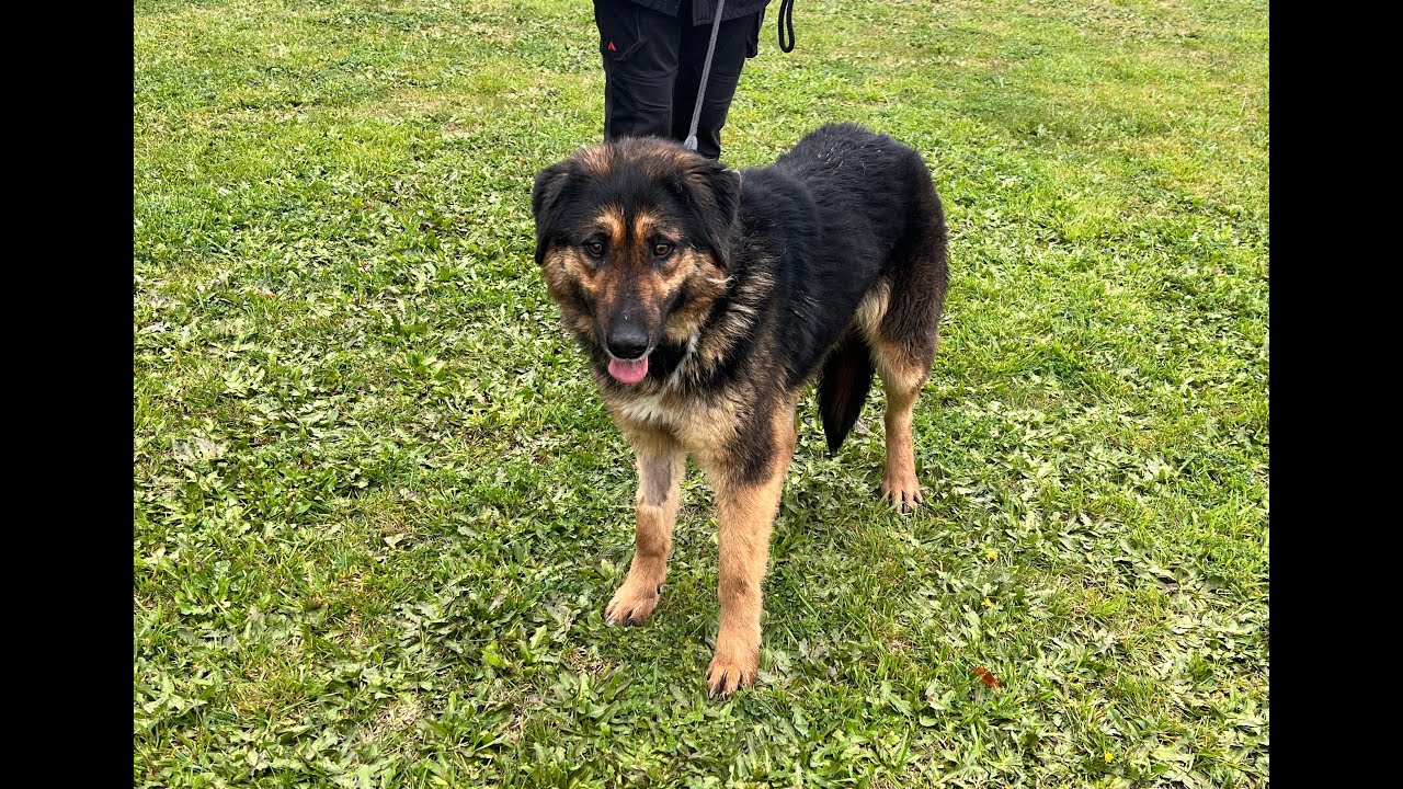 Λούνα | Σκύλος προς υιοθεσία | Δήμος Ωραιοκάστρου